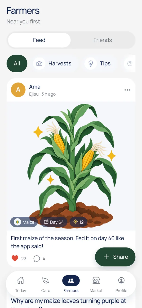 The Farmers feed: Ama from Ejisu shares her first maize of the season